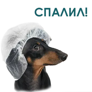 🧐 ed44d67f Shower Dog 개, 샤워, 닥스훈트, 애완 동물, 동물, 웃긴, 귀여운 telegram sticker