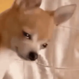 🌟 655ceadd dog, chihuahua, animal, cute, pet telegram sticker