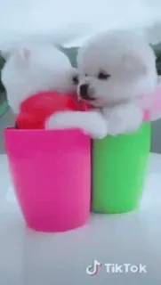 🌟 93bf854e puppy, dog, cute, animals, pet telegram sticker