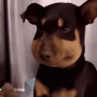 🌟 c8d59e91 dog, bee sting, swollen, funny, pet telegram sticker