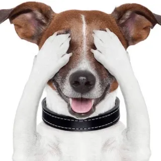 😵‍💫 b1da213b собака, ку-ку, прятки, животное, питомец, глаза telegram sticker