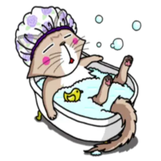 Сомалийский кот @StikerDi telegram stickers