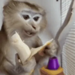 🌟 0f957560 monyet, kera, binatang, primata, lucu, meme telegram sticker
