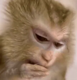 🌟 1c25236f monyet, kera, binatang, mamalia, primata telegram sticker