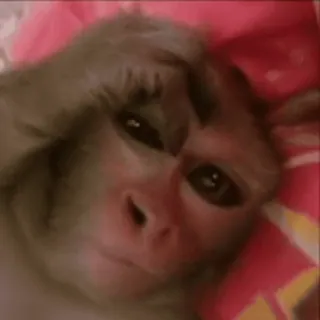 🌟 629f5262 monyet, binatang, primata, lucu, wajah, mamalia telegram sticker