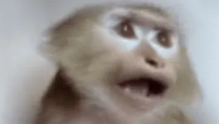 🌟 6d8d83b2 monyet, hewan, meme, primata, satwa liar telegram sticker