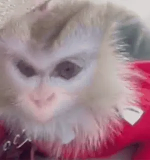 🌟 727ac543 monyet, hewan, primata, imut, berbulu, pakaian merah telegram sticker