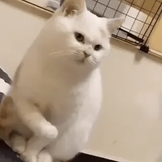 🐱 421658b4 kot, zwierzę, słodki, zwierzę domowe, kot domowy telegram sticker