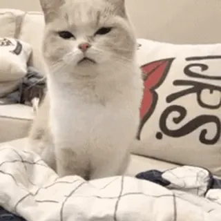 🐱 431b91c2 kot, kotek, słodki, zwierzę domowe, zwierzę telegram sticker