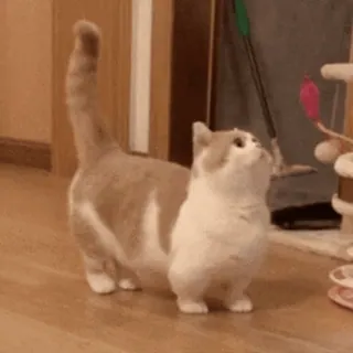 💓 46ff2f97 kot, zwierzę domowe, zwierzę, słodki, kociak, zwierzę domowe, zabawka, rozbrykany telegram sticker