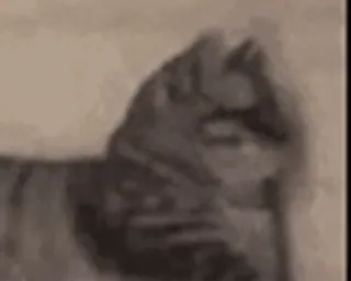 🐱 47c9f306 kot, zwierzę, domowy, koci telegram sticker