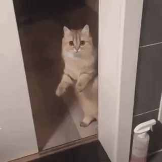 🐱 48663566 kot, zwierzę, słodki, drzwi, zwierzę domowe, koci telegram sticker