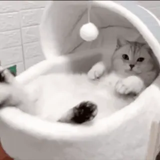 🐱 5741a255 kot, zwierzę, zwierzę domowe, kociak, słodki, zwierzę domowe telegram sticker