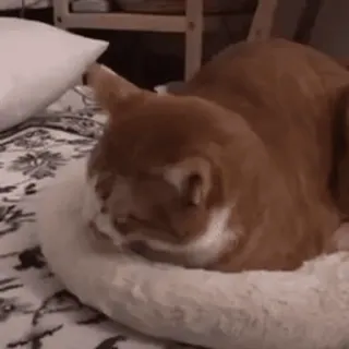 🐱 5c5c17bd kot, pomarańczowy kot, zwierzę domowe, zwierzę, zwierzę domowe, kociak, kotowaty telegram sticker