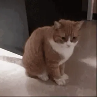 🐱 5fcf9724 kot, smutny, zwierzę, zwierzę domowe, kotowate, zwierzę domowe telegram sticker