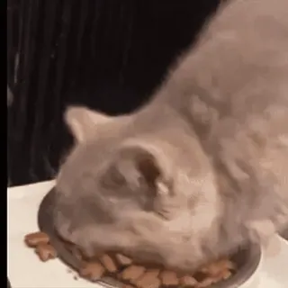 🐱 6435a663 kot, je, zwierzę domowe, jedzenie, zwierzę, domowy, słodki, kociak telegram sticker