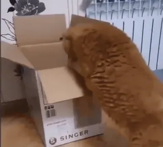 一些喵ฅ(=￣ω￣=)ฅ telegram stickers