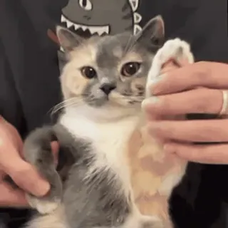 一些喵ฅ(=￣ω￣=)ฅ telegram stickers