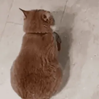 🥣 a35edbeb kot, zwierzę, zwierzę domowe, pomarańczowy kot, zwierzę domowe telegram sticker