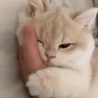 🐱 c04f18e7 kot, kociak, zwierzę domowe, zwierzę, słodki, kot domowy telegram sticker