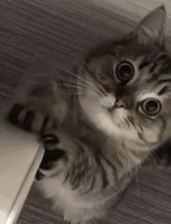 🐱 c0d4d9f3 kot, kociak, słodki, zwierzę, zwierzak, rozbrykany telegram sticker