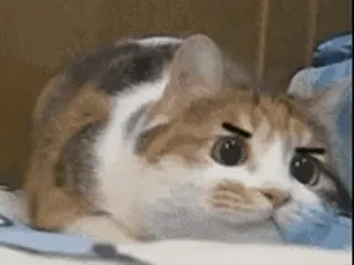 🐱 cf7a4f75 kot, słodki, zwierzę, zwierzak, kociak, śmieszne telegram sticker