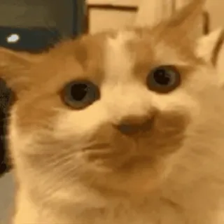 🐱 da1cd110 kot, zwierzę, zwierzę domowe, kociak, słodki, kot domowy telegram sticker