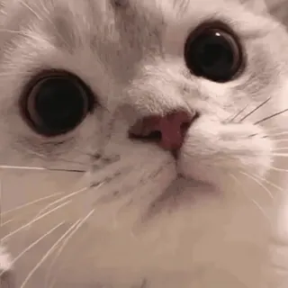 🐱 e6992aa6 kot, zwierzę, słodki, zwierzę domowe, kociak, domowy, kocie, ssak telegram sticker