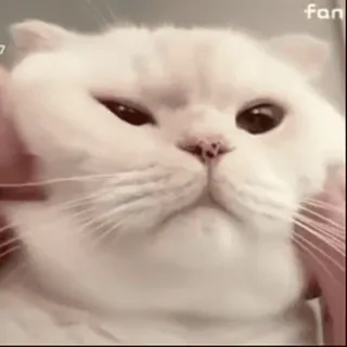 🐱 f00f7773 kot, biały kot, słodki, zwierzę domowe, zwierzę, zwierzę domowe telegram sticker