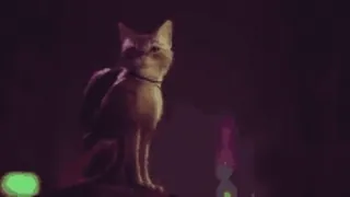 🐱 5589711a кот, рюкзак, животное, домашнее животное telegram sticker