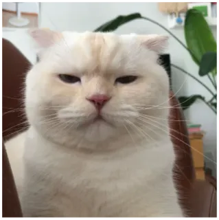 순무 SoonMoo telegram stickers