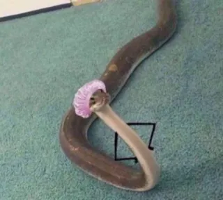 🤨 3771545a schlange, tier, reptil, kobra, hut telegram sticker