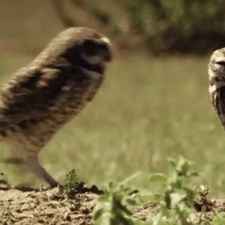 🦉 0f357e98 animal, bird, owl, burrowing owl telegram sticker