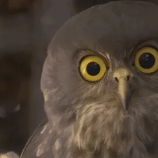 🦉 15c46b65 owl, bird, animal, wildlife, eyes telegram sticker