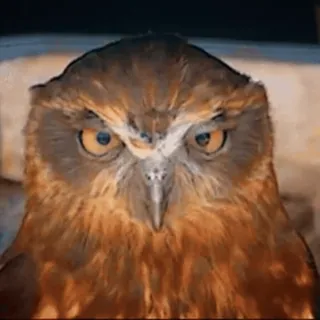 🦉 4726aa1e owl, bird, animal, wildlife telegram sticker