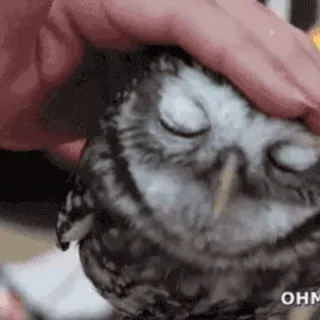 💤 4f58358a owl, bird, pet, cute, animal telegram sticker