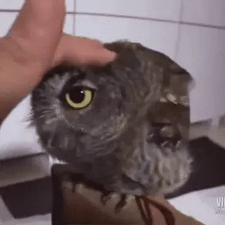 🦉 5989dbbd owl, animal, cute, bird, petting telegram sticker