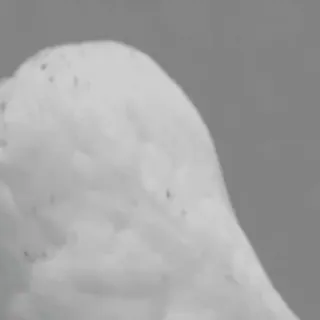 🦉 5bf3e989 bird, owl, snowy owl telegram sticker