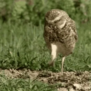 🦉 a087235b owl, bird, nature, walking, animal telegram sticker