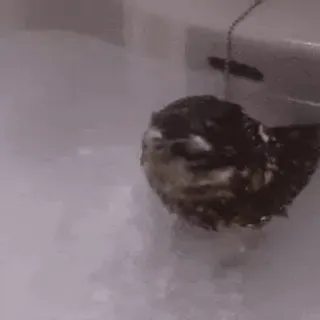 🦉 ab06f817 bird, water, cute, animal, bathing telegram sticker