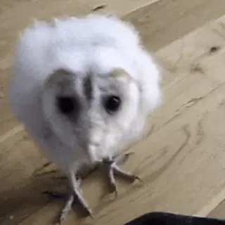 🦉 c2686b24 owl, baby owl, bird, animal, cute, wildlife telegram sticker