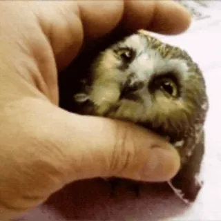 😏 c2e385b5 owl, bird, animal, hand, squeeze telegram sticker