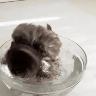 🚿 c6e573b2 pet, cat, bath, water, washing telegram sticker