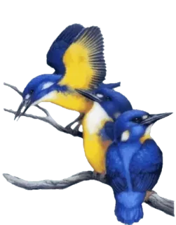 😲 013dc164 Vögel, Eisvögel, Vogel, Natur, Wildtiere telegram sticker