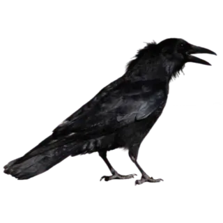 ☀️ 0b4304c3 Vogel, Rabe, Schwarz, Tier telegram sticker