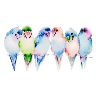 🐥 211db8d6 Wellensittiche, Vögel, Sittiche, Aquarell, Tiere, Bunt telegram sticker
