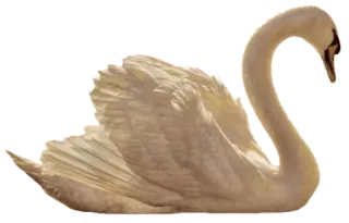 🦢 305f27ed Schwan, Vogel, weißer Schwan, Tier, Wildtier, Wasservogel telegram sticker