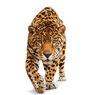 🐯 373a8ace @Porofalle Jaguar, Tier, Wildtier, Raubkatze, Leopard, Natur telegram sticker
