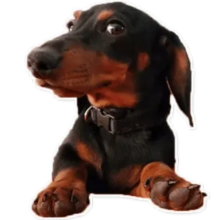 😳 3c539e0d Hund, Dackel, Welpe, Haustier, Tier, süß telegram sticker