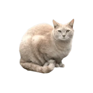 🌟 597d9f19 Katze, Tier, Haustier, Säugetier, Katzenartig, Hauskatze telegram sticker
